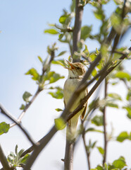 Chiffchaff Bird (Latin Phylloscopus collybita) 
 A small woodland bird of the warbler family with a...