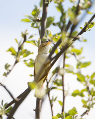 Chiffchaff Bird (Latin Phylloscopus collybita) 
 A small woodland bird of the warbler family with a greenish-brown top and whitish underside. It breeds in light coniferous and mixed forests of Europe 
