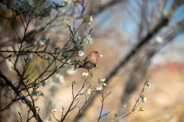 Red Brown Bird eating plum tree's flower