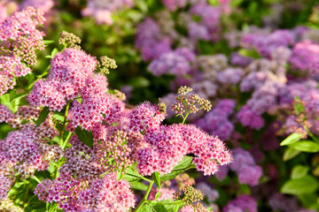 Pink and purple wildflowers Spiraea japonica at dawn with bee closeup, macro photo, selective focus on flowers
