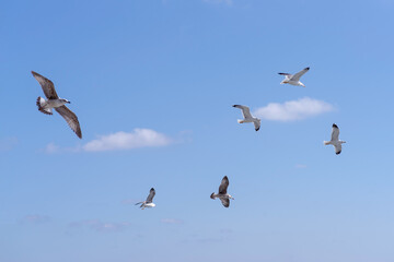 Group of seagulls in flight