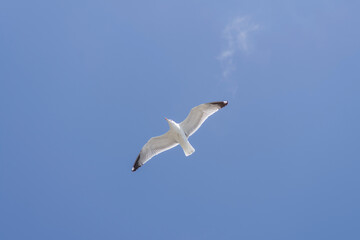 Yellow legged seagull in clear sunny sky