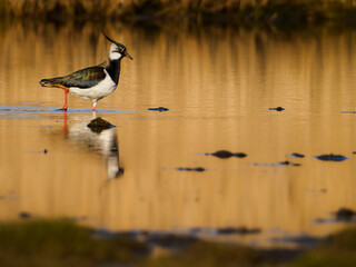 Northern Lapwing in a wetland