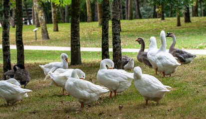 A group of wild white geese at the edge of the La Sablière lake in CHALLANS, France.