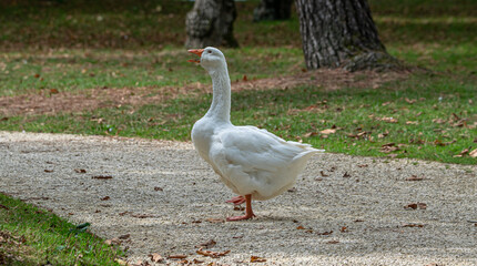 A wild white goose at the edge of the La Sablière lake in CHALLANS, France.