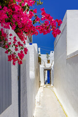 Walking in the white architecture streets of Santorini in Greece. Oleander or Nerium bougainvillea flower.