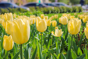 Vivid yellow tulips in an urban environment. Selective focus.