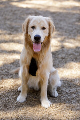 9-Months-Old Golden Retriever puppy male sitting and looking at camera. Off-leash dog park in Northern California.