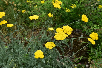 Achillea clypeolata au printemps © JFBRUNEAU