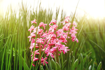 Obraz premium Pink hyacinths in bloom in spring garden with sunny rays, traditional easter flowers, easter spring background. Close up macro photo, selective focus. Flowering pink hyacinths in sunny day in nature.
