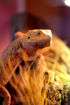 Pogona l&eacute;zard reptile ou dragon barbue dans son terrarium