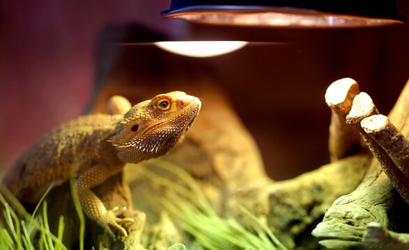 Pogona lézard reptile ou dragon barbue dans son terrarium