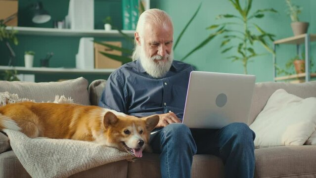 Busy Senior Man Uses Laptop Computer, While Sitting on a Couch with His Lovely Pet in the Light Living Room. Happy Mature Man is Working from Home with Pet Friend.Home Office and Happy Life Concept.