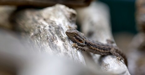 Pogona dragon barbue - reptile lézard animalier