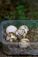 Oeufs de tortue sortie de la terre - zoo soigneur animalier
