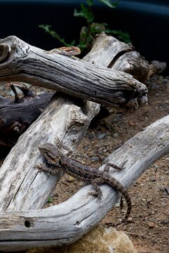Pogona dragon barbue - reptile l&eacute;zard animalier