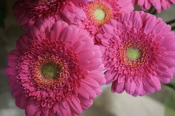 Pinke Gerbera Blumen 