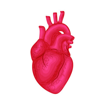 vector body blood drawing biology science medicine organ heart brain stomach lungs liver eye cartoon