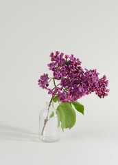 Single branch of blooming lilac in a vase isolated on white background.