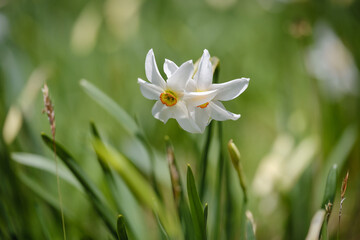 Plavski rovt in Slovenia blooming with white narcissus flowers