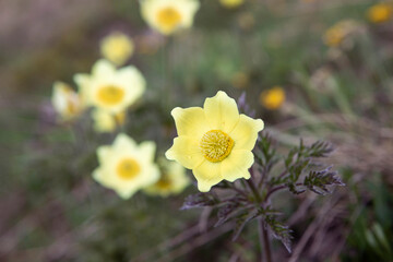 Pulsatilla alpina, alpine anemone, yellow wild flower head with morning dew drop at the mountain meadow close-up.  Macro of beautiful blooming flower by spring day.