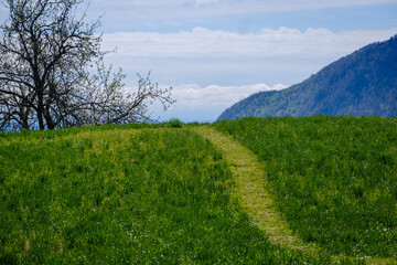 Plavški rovt meadows in Slovenia