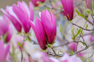 Obraz na płótnie Canvas Magnolia flower blooming in pink