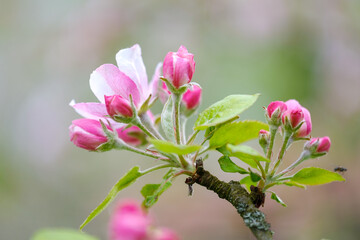 Spring apple tree flowers