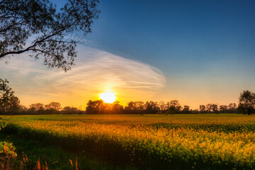 Yellow rapeseed field under blue sky at sunset, Poland