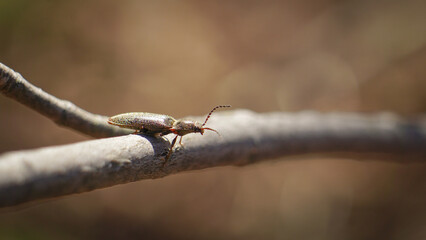 Firefly Beetle Rests on Branch in Summer Garden Macro Background