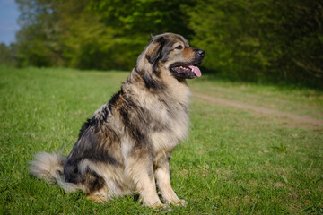 Slovenian Karst shepherd dog in spring greenery
