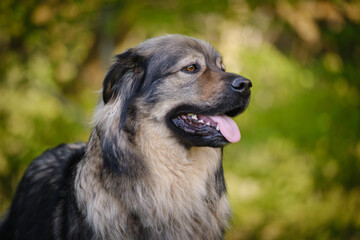 Naklejka na ściany i meble Slovenian Karst shepherd dog in spring greenery