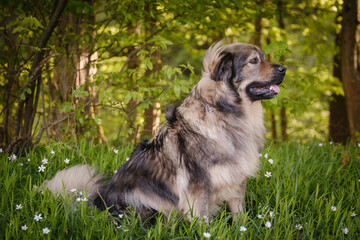 Slovenian Karst shepherd dog in spring greenery