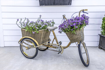 Fototapeta na wymiar Land cruiser bike with fresh cut lavender