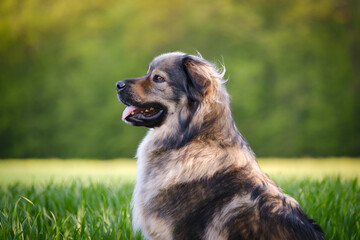 Slovenian Karst shepherd dog in spring greenery - obrazy, fototapety, plakaty
