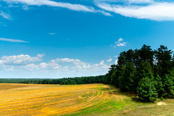 Fototapeta na wymiar Beautiful yellow and gold field against the blue sky. The harvest season of wheat and other crops. Agriculture in an ecologically clean place. Nature wallpaper