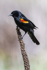 Male American Red-winged Blackbird (Agelaius phoeniceus)
