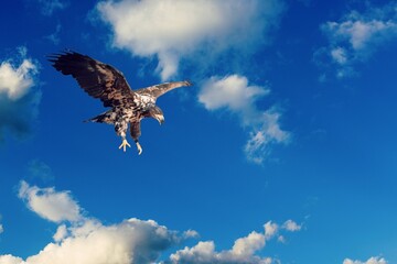 Eagle Bird or griffon on sky background