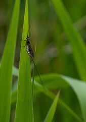 Macro, Mayfly on grass