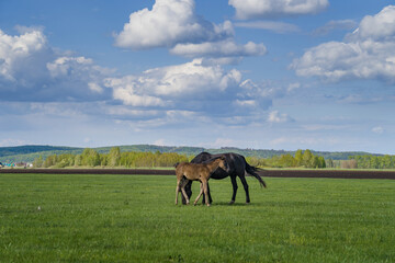 Rural landscape with horses grazing in the meadow. A mare with a foal. Cloudy sky.