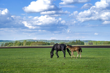 Summer landscape with horses grazing in the meadow. A mare with a foal. Cloudy sky.