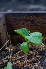 Close-up of cucumber seedlings in a high bed.