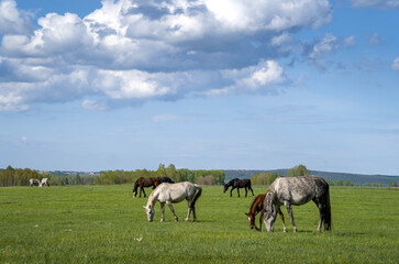 Naklejka na ściany i meble Summer landscape with horses grazing in the meadow. Cloudy sky.