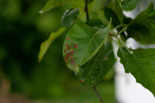 Alternaria leaf spot on diseased apple tree. 