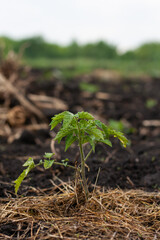 tomato seedlings in chernozem, mulched with hay. 