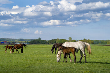 Obraz premium Summer landscape with horses grazing in the meadow. Cloudy sky.