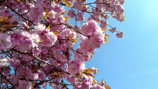 floral background blooming tree in spring, flowering tree with pink or white flowers on a sunny day, cherry blossom, apple blossom, plum blossom