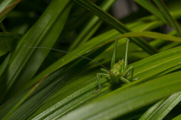 Close-Up of a green grasshopper sitting on a green leaf. Grasshopper in nature.