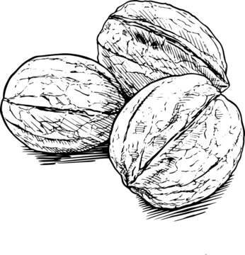 Tre noci. Disegno vettoriale in stile vintage, in bianco e ner