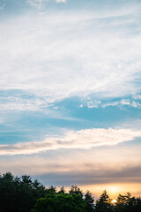 Fototapeta premium 木の中に沈む太陽